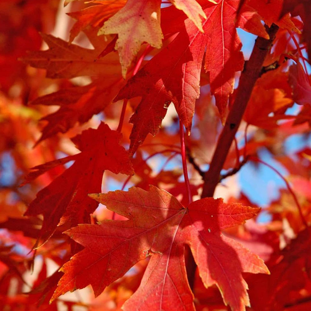 red tree② Amazon.com : CHUXAY GARDEN 60 Seeds Autumn Blaze Maple Tree
