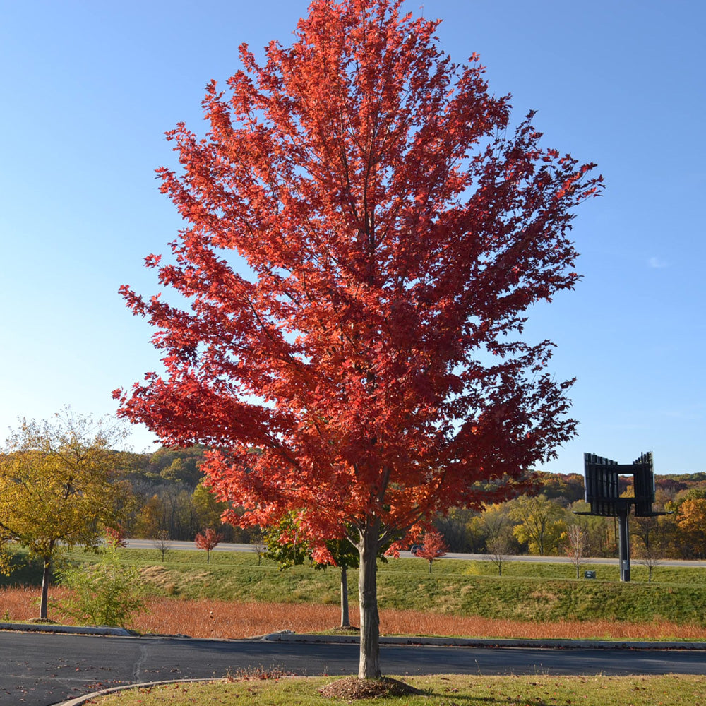 むぎゅうさ「Autumnal tints」 Red Leaf UrbanSunset_-10102024-