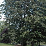 Load image into Gallery viewer, Red Oak, Northern #7