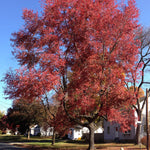 Load image into Gallery viewer, Red Maple, Redpointe #7
