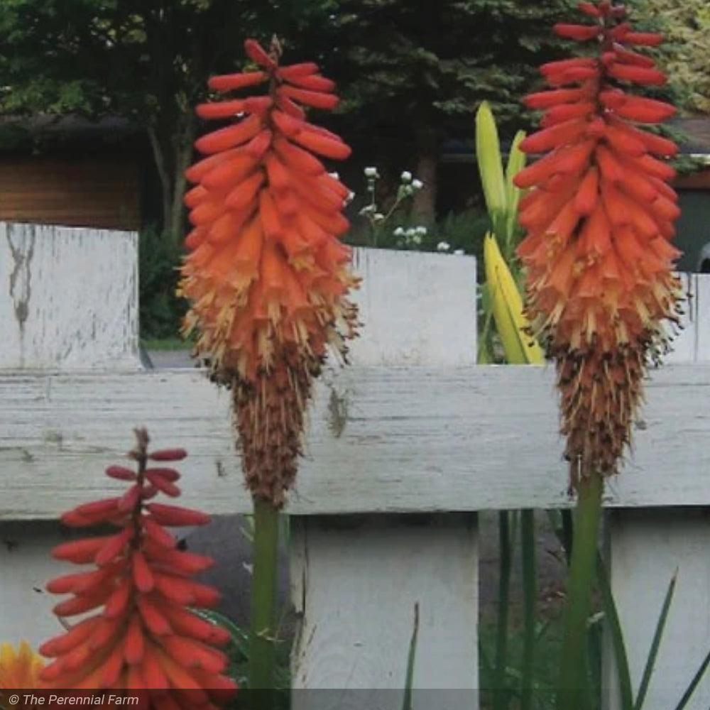 Red Hot Poker, Flamenco #1