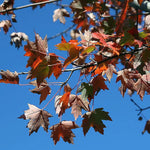 Load image into Gallery viewer, Red Maple, Autumn Flame #15