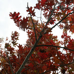 Load image into Gallery viewer, Red Oak, Shumardii #25
