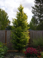 Load image into Gallery viewer, Dawn Redwood, Amber Glow #7