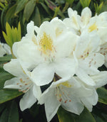 Load image into Gallery viewer, Rhododendron, Chionoides #3