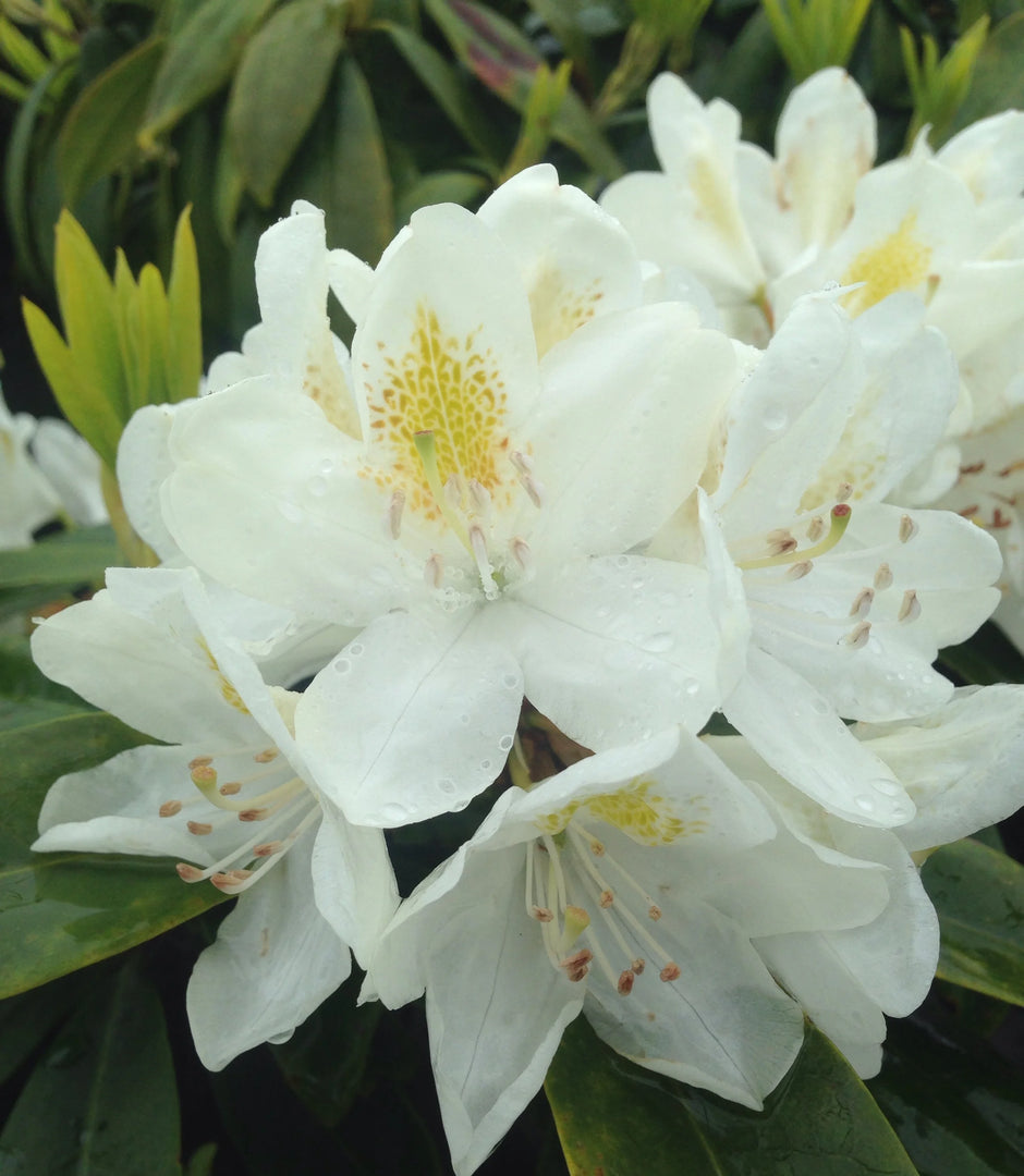 Rhododendron, Chionoides #3