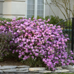 Load image into Gallery viewer, Rhododendron, PJM #2