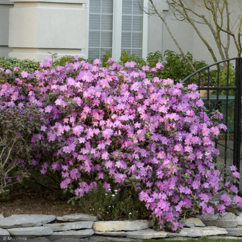 Rhododendron, PJM #2 – Greenwood Creek Nursery