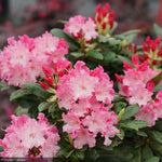 Load image into Gallery viewer, Rhododendron, Dandy Man Color Wheel #3