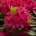 Load image into Gallery viewer, Rhododendron, Nova Zembla #5