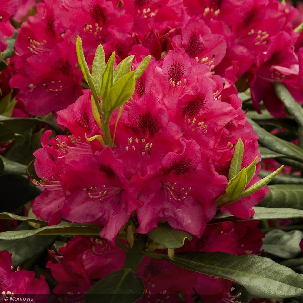 Rhododendron, Nova Zembla #5 – Greenwood Creek Nursery