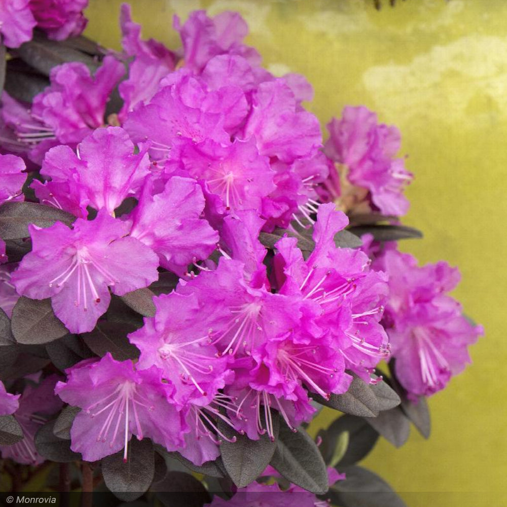 Rhododendron, PJM Elite #5