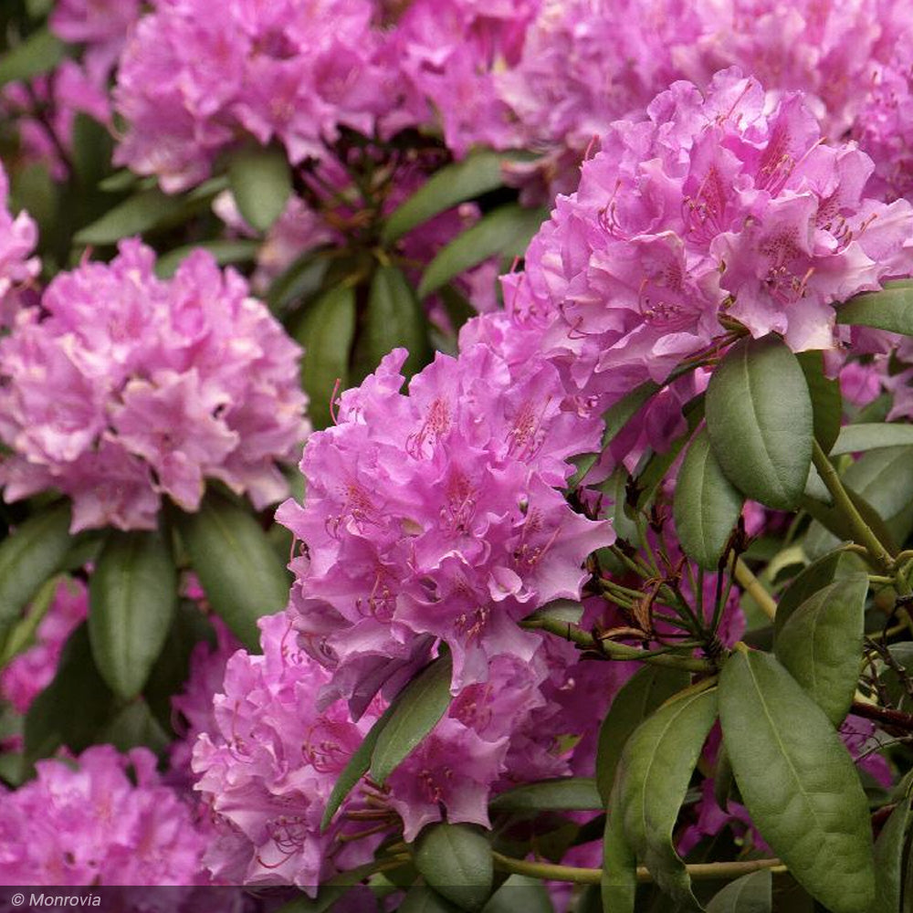 rhododendron catawbiense roseum elegans Rhododendron, Roseum Elegans #5 – Greenwood Creek Nursery