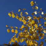 Load image into Gallery viewer, River Birch, Avalanche #7