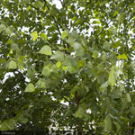 Load image into Gallery viewer, River Birch, Dura Heat SS 4"-5" B&B