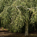 Load image into Gallery viewer, River Birch, Pendula Youngii #15