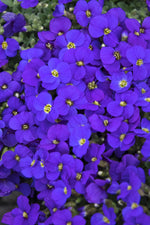 Load image into Gallery viewer, Rock Cress, Glacier Sky Blue #1