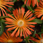 Load image into Gallery viewer, Ice Plant, Rock Crystal Orange LittleOne