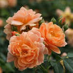Load image into Gallery viewer, Rose, At Last #3
