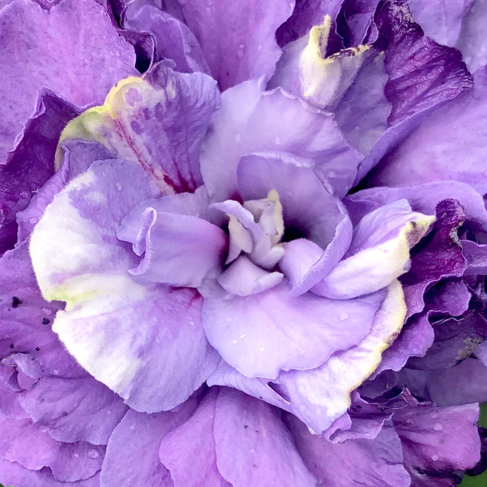 Rose of Sharon, Blueberry Smoothie #7