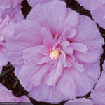 Load image into Gallery viewer, Rose of Sharon, Lavender Chiffon #7