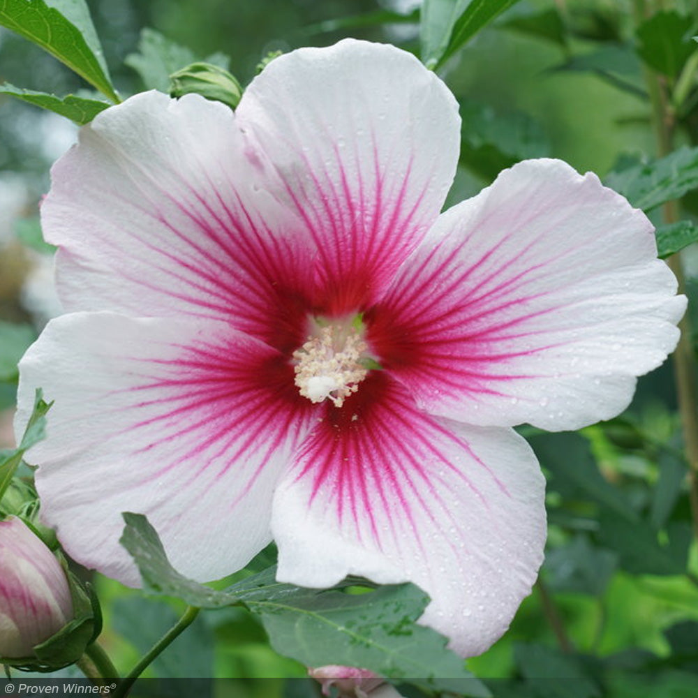 Rose of Sharon, Paraplu Pink Ink #3 – Greenwood Creek Nursery