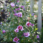 Load image into Gallery viewer, Rose of Sharon, Purple Pillar #7