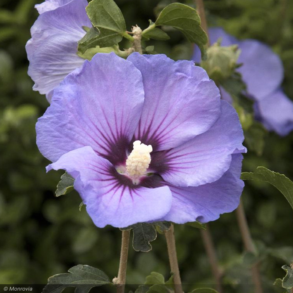 ディシラ　エベイユドゥローズ Rose of Sharon, Chateau de Versailles #2 – Greenwood Creek Nursery