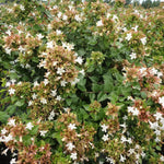 Load image into Gallery viewer, Abelia, Rose Creek #3