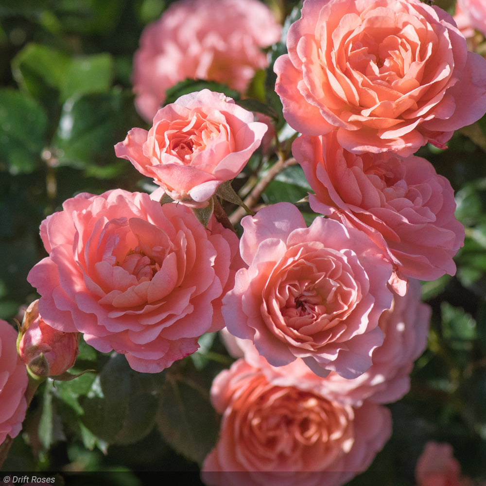 Rose, Drift, Apricot #2