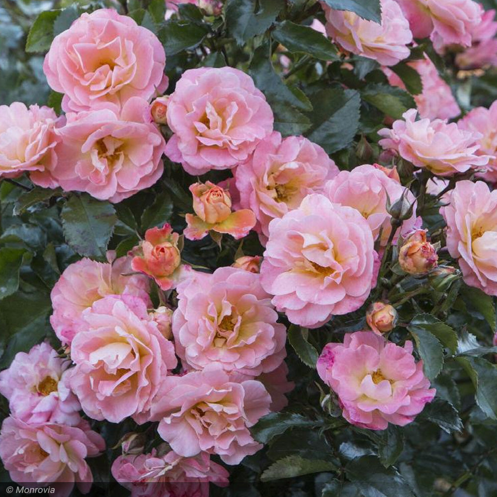 Rose, Drift, Peach #3 – Greenwood Creek Nursery