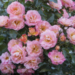 Load image into Gallery viewer, Rose, Drift, Peach #2