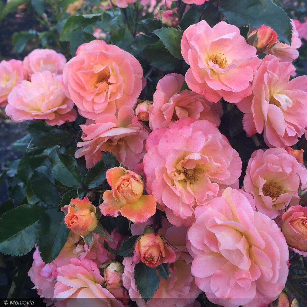 Rose, Drift, Peach #3 – Greenwood Creek Nursery