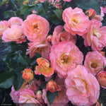 Load image into Gallery viewer, Rose, Drift, Peach #2