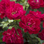 Load image into Gallery viewer, Rose, Drift, Red #3