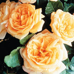 Load image into Gallery viewer, Rose, Garden Sun, Climbing #5