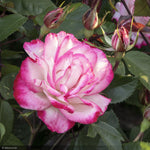 Load image into Gallery viewer, Rose, Grace N Grit, Pink #5