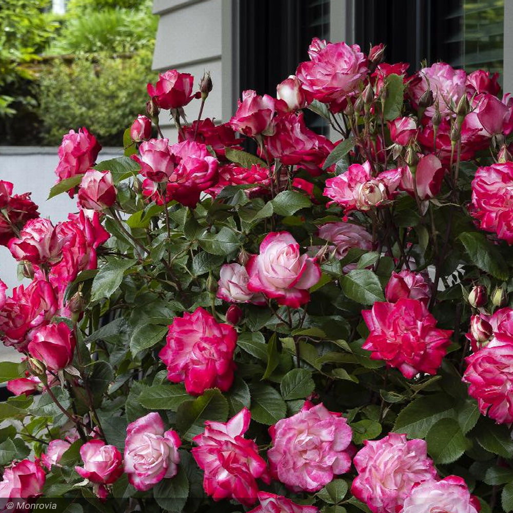 rose creek seed Rose, Grace N Grit, Pink PT #5 – Greenwood Creek Nursery