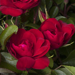 Load image into Gallery viewer, Rose, Grace N Grit, Red #5