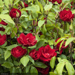 Load image into Gallery viewer, Rose, Grace N Grit, Red #5