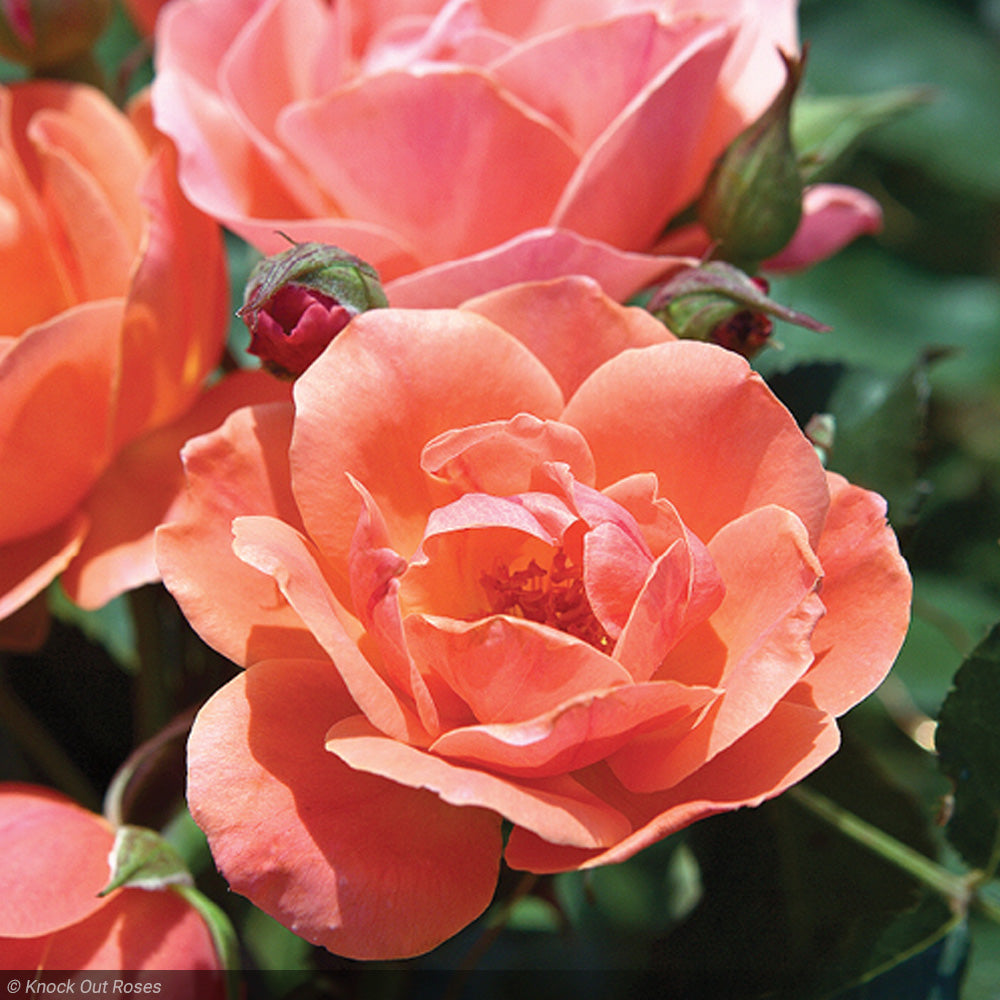 Rose, Knock Out Coral #3 – Greenwood Creek Nursery