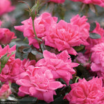 Load image into Gallery viewer, Rose, Double Knock Out Pink #3