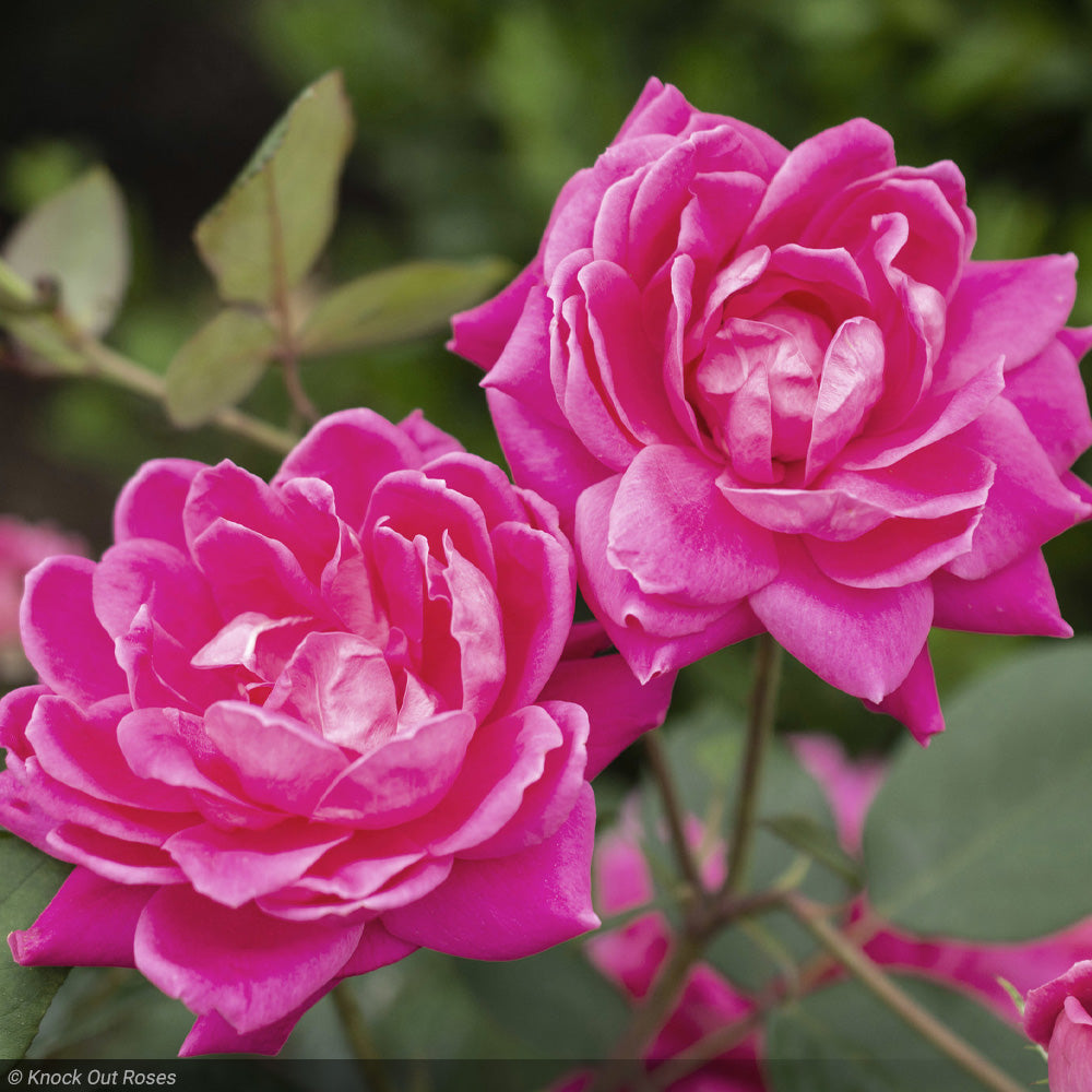 Rose, Double Knock Out Pink #3 – Greenwood Creek Nursery