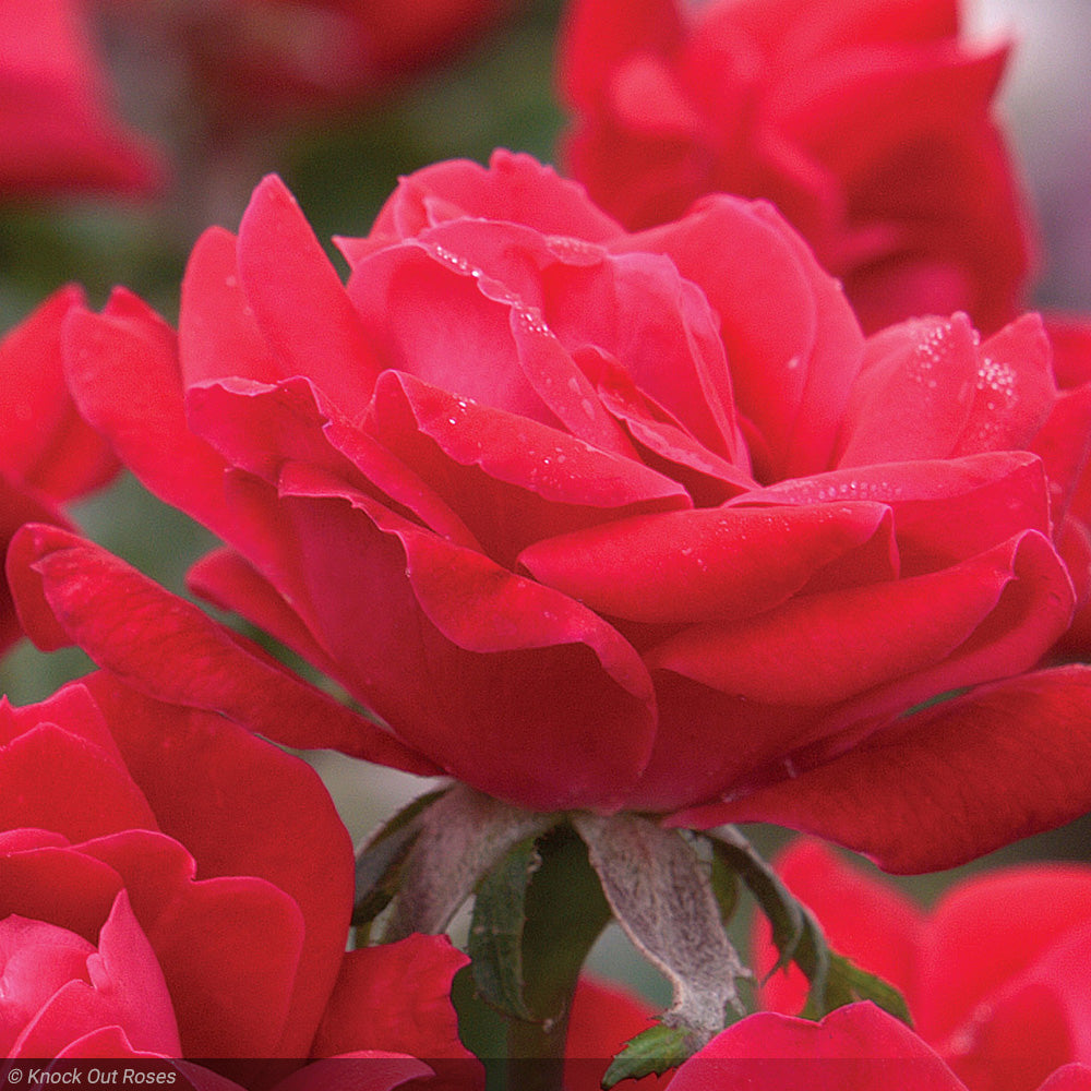 Rose, Double Knock Out Red #3 – Greenwood Creek Nursery