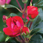 Load image into Gallery viewer, Rose, Knock Out Petite Red #2