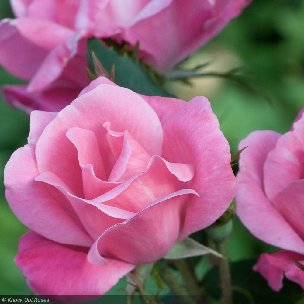 Rose, Knock Out Pink #3 – Greenwood Creek Nursery