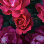 Load image into Gallery viewer, Rose, Knock Out Red #3