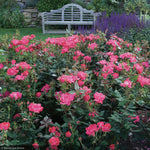 Load image into Gallery viewer, Rose, Knock Out Red #3