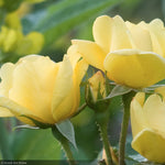 Load image into Gallery viewer, Rose, Knock Out Sunny #3