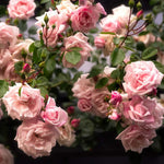 Load image into Gallery viewer, Rose, New Dawn, Climber #5